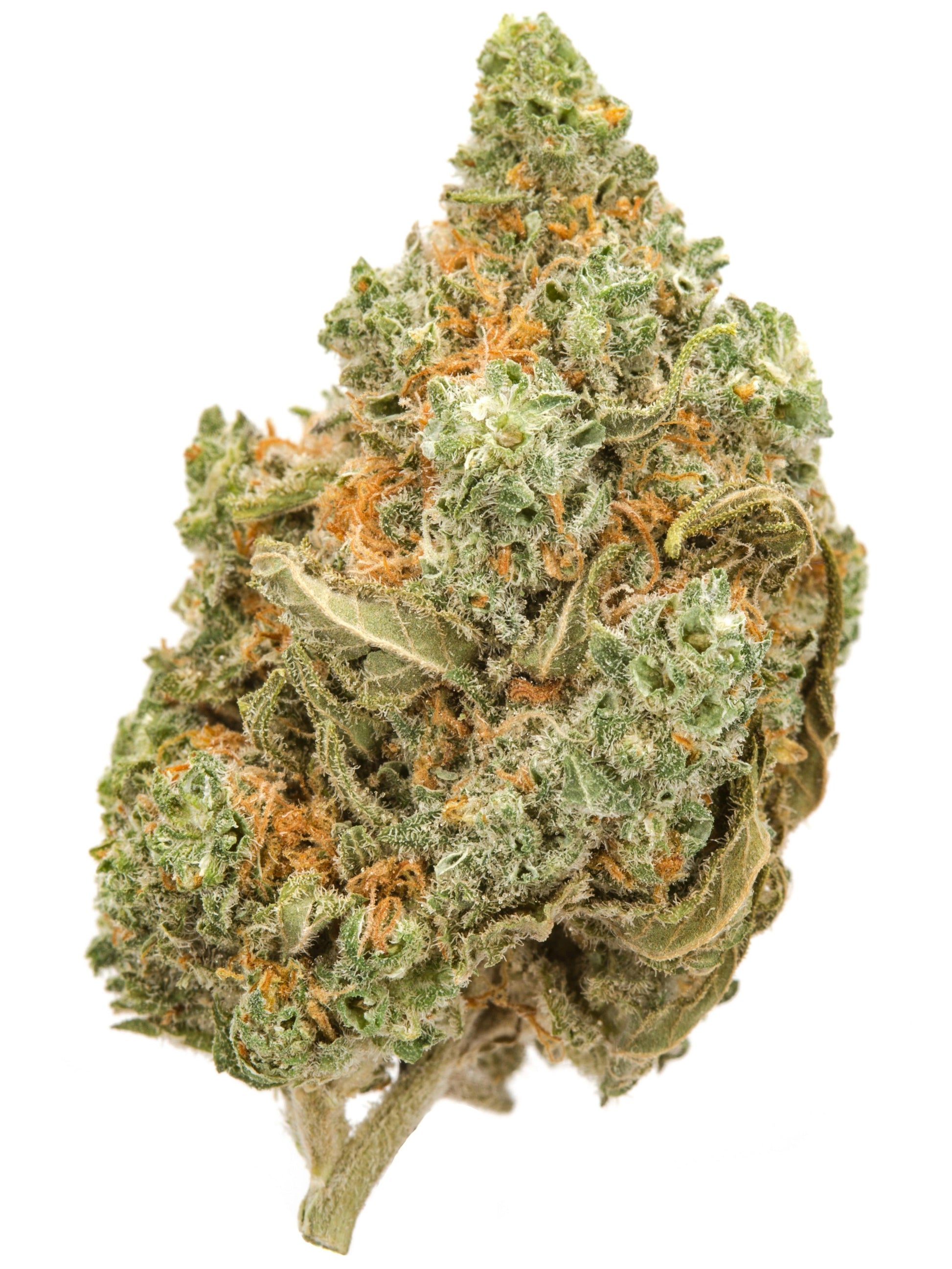Amnesia haze-sativa-strain-cannabis-flower-thca flower-weed