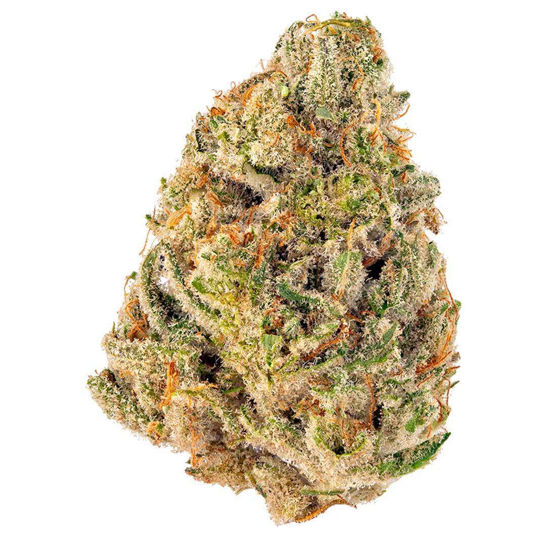 Cheetah Piss cannabis flower from The Green Leaf Cannabis—high-potency Hybrid strain with dense, trichome-coated buds in bright green and yellow hues, exuding a sharp, funky aroma with notes of citrus, ammonia, and diesel. Delivers fast-hitting, energizing effects ideal for creativity, focus, and daytime use.