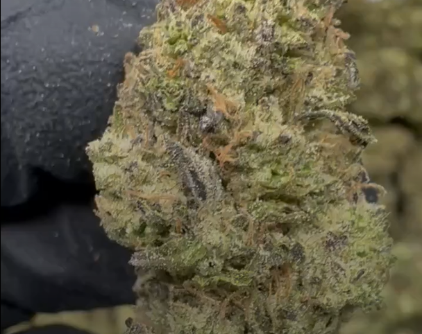 Hashburger cannabis flower from The Green Leaf Cannabis—potent Indica-dominant strain with dense, resinous buds, dark green and purple tones, and a pungent aroma of gas, garlic, and funk. Delivers heavy, sedating effects ideal for nighttime use, pain relief, and deep relaxation.